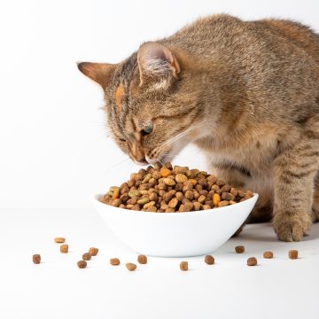 kot-domowy-zjada-sucha-karme-z-bialej-ceramicznej-miski-biale-tlo