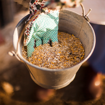person-hand-holding-bucket-with-fodder